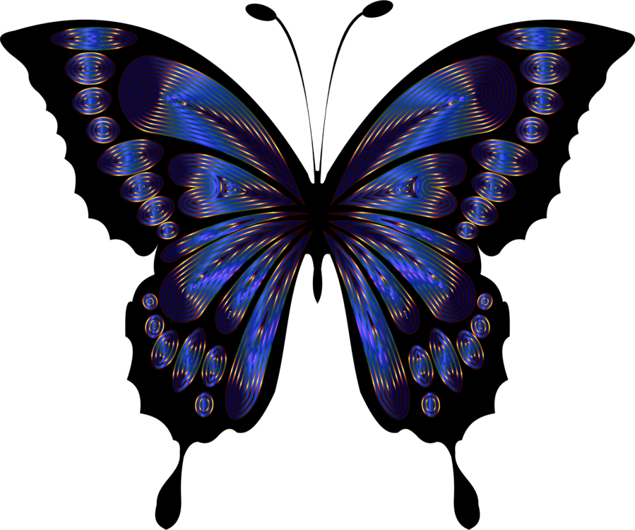 899x750 Butterfly Blue Insect Drawing Purple Cc0