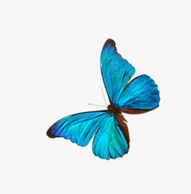 277x280 Drawing Butterfly, Butterfly Clipart, Watercolor, Blue Png Image