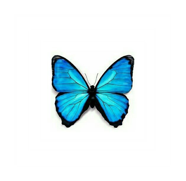 629x613 Ink Butterfly Drawing, Blue
