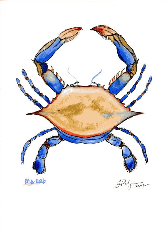 570x784 Blue Crab Print