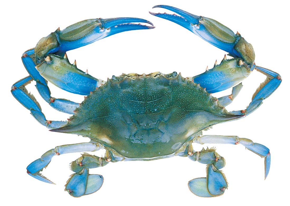 1099x783 blue crab pictures blue crab anatomy guide crafts