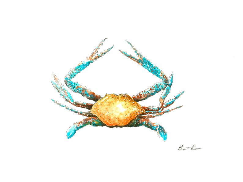 794x596 Blue Crab Print Etsy