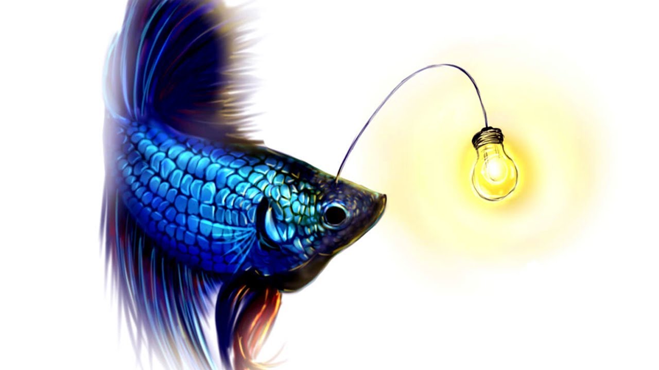 1280x720 drawing a realistic blue betta fish in paint tool sai