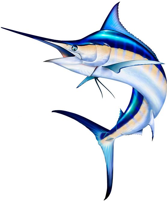 555x667 Marlin Clipart Pictures I Want To Paint Fish Illustration
