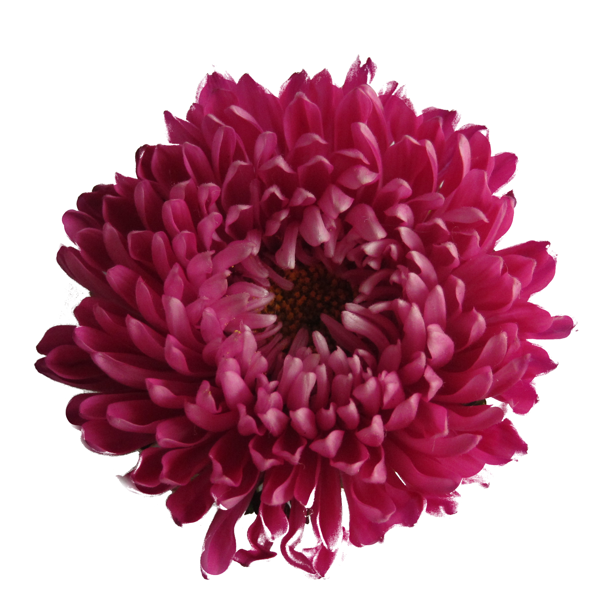 2000x2000 Chrysanthemums Drawing Blue Huge Freebie! Download