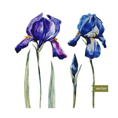 400x400 Watercolor Vector Drawing Flowers Blue Iris, Isolated Object