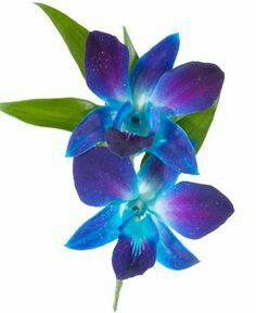 236x288 Blue Dendrobium Orchid Tattoo Tatt It Up Orchids