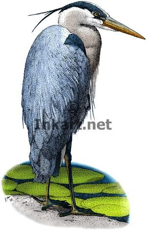 298x470 Full Color Stock Art Drawing Of A Great Blue Heron