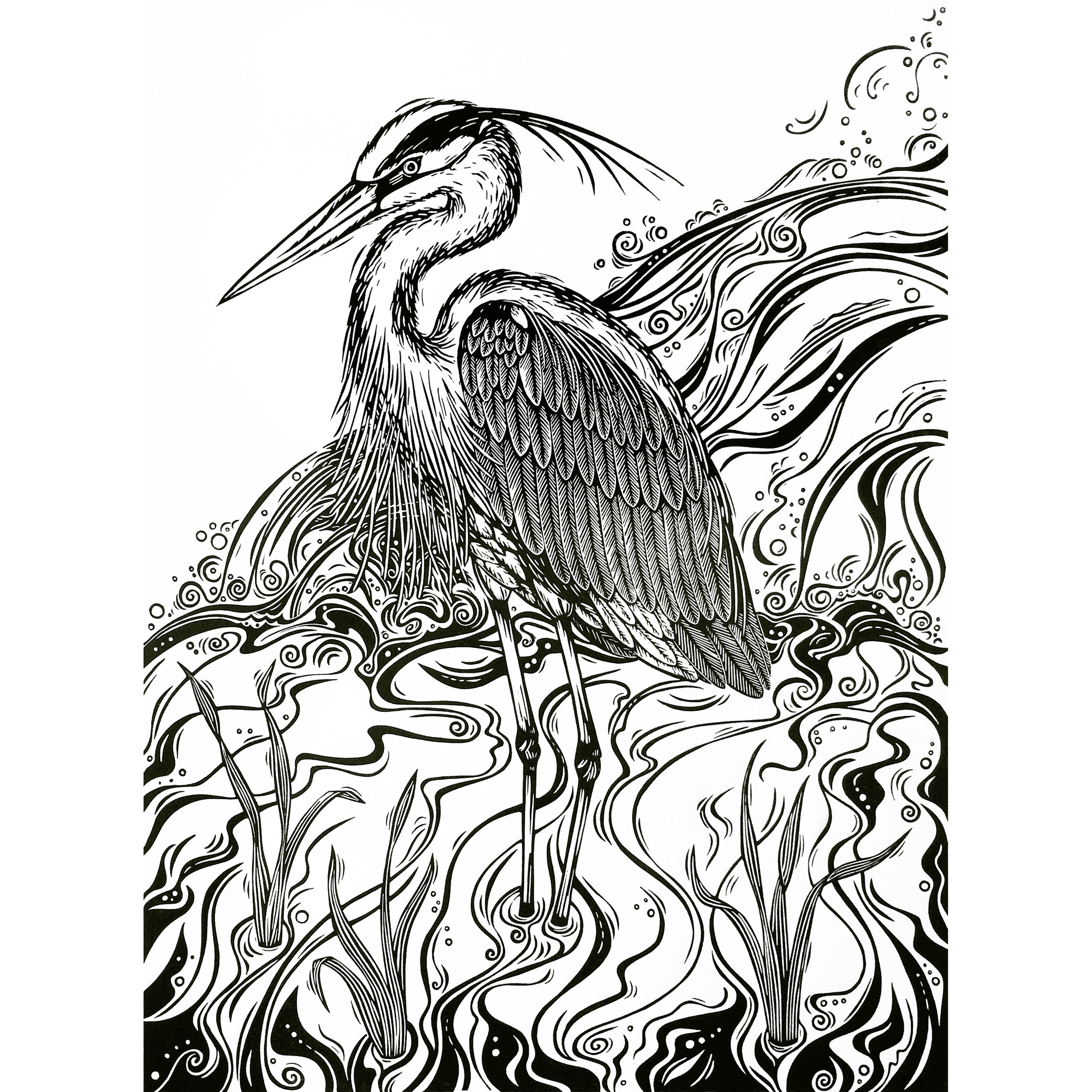 2500x2500 great blue heron jill bergman