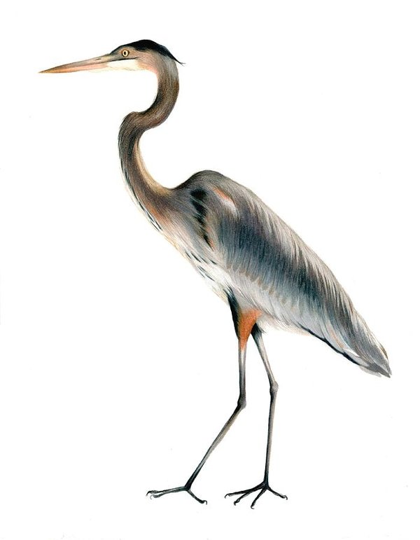 600x771 Heron Walking Art Print
