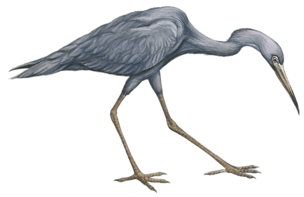 600x389 Little Blue Heron Drawing Transparent Png