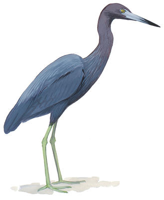 329x400 the little blue heron's color swap audubon