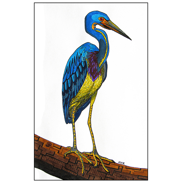 714x720 Tricolored Heron Myr's Bytes