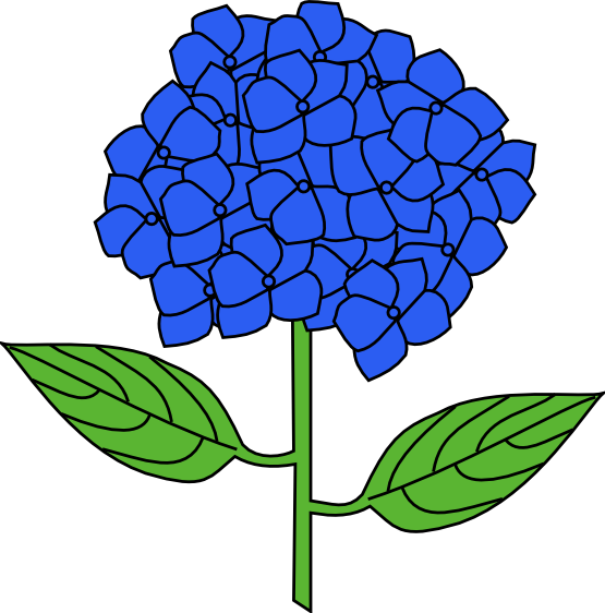 555x562 collection of free hydrangea drawing french download on ui ex