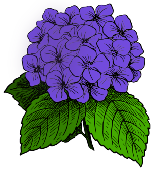 305x339 french hydrangea cut flowers shrub plant cc0