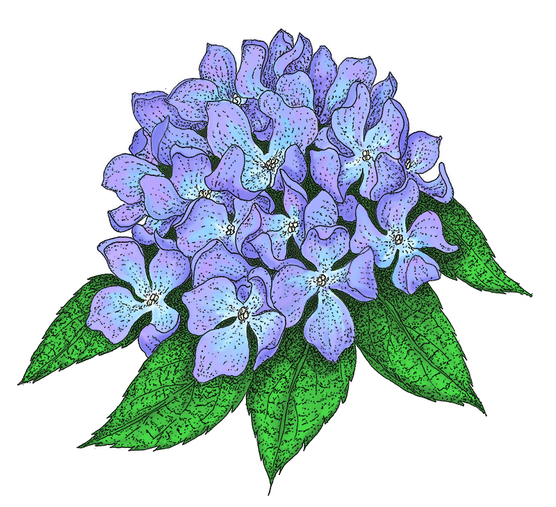 800x729 hydrangea cutters world of sugar art