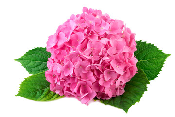 360x240 hydrangea photos, royalty free images, graphics, vectors videos