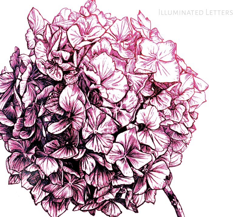 794x715 pink and black hydrangea drawing instant download flower