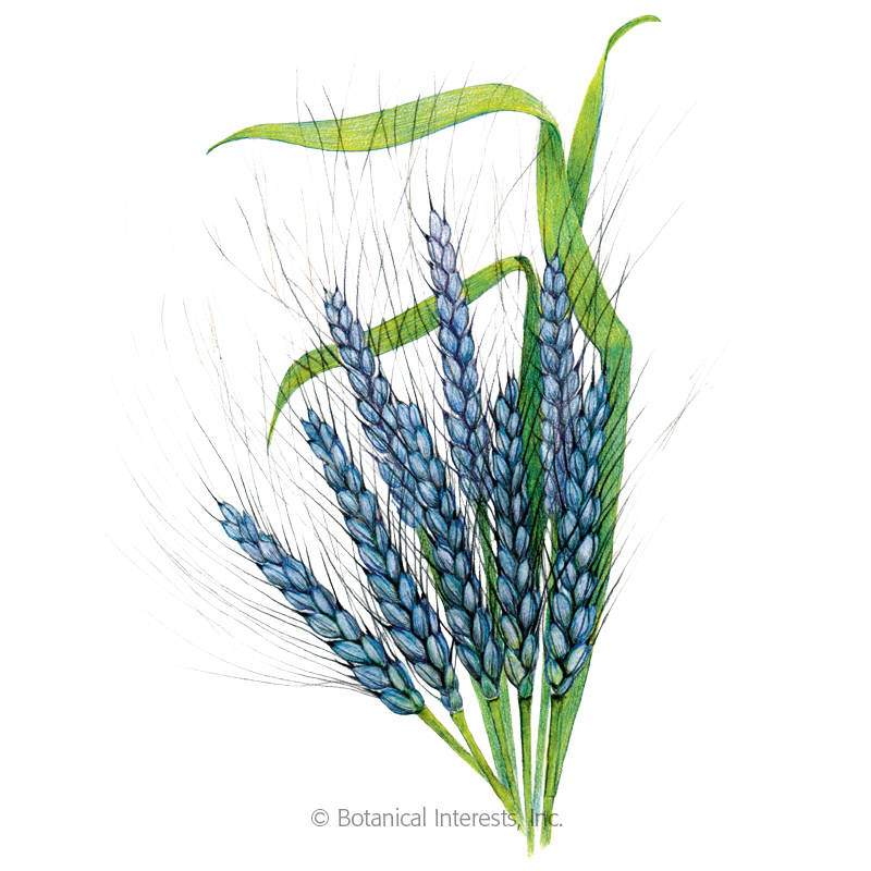 800x800 utrecht blue wheat seeds organic botanical interests