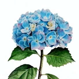 274x274 Pencil Drawing