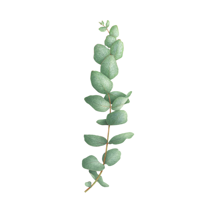 700x700 blue hydrangea