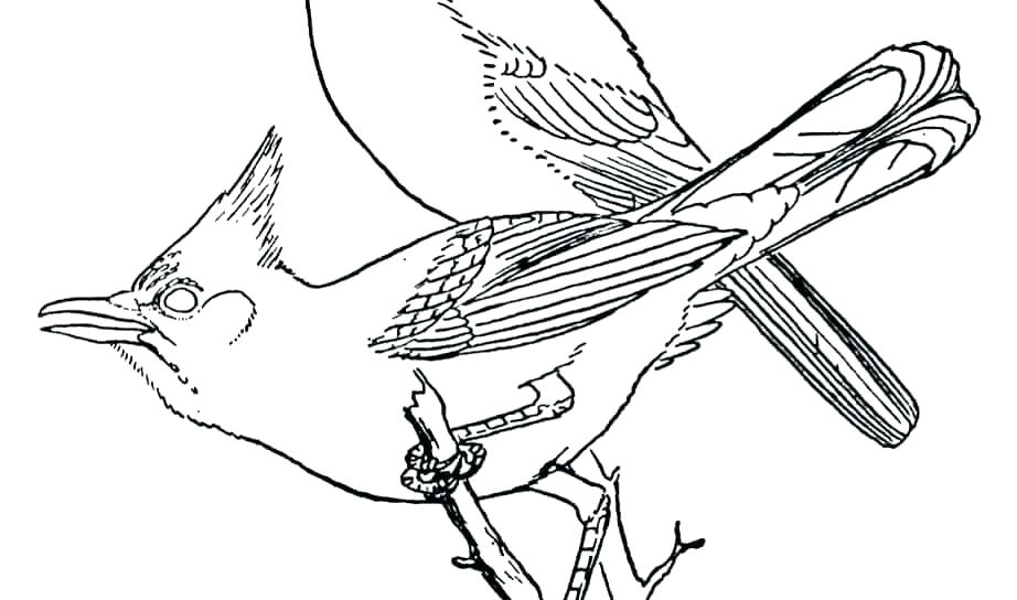 Blue Jay Bird Drawing