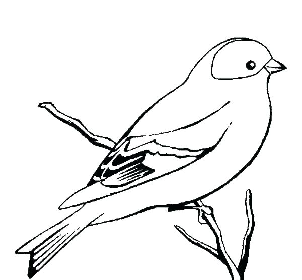 600x558 blue bird coloring pages blue bird drawing at free for personal