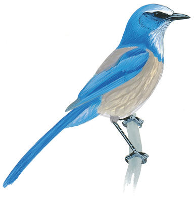 386x390 Blue Jay Audubon Field Guide