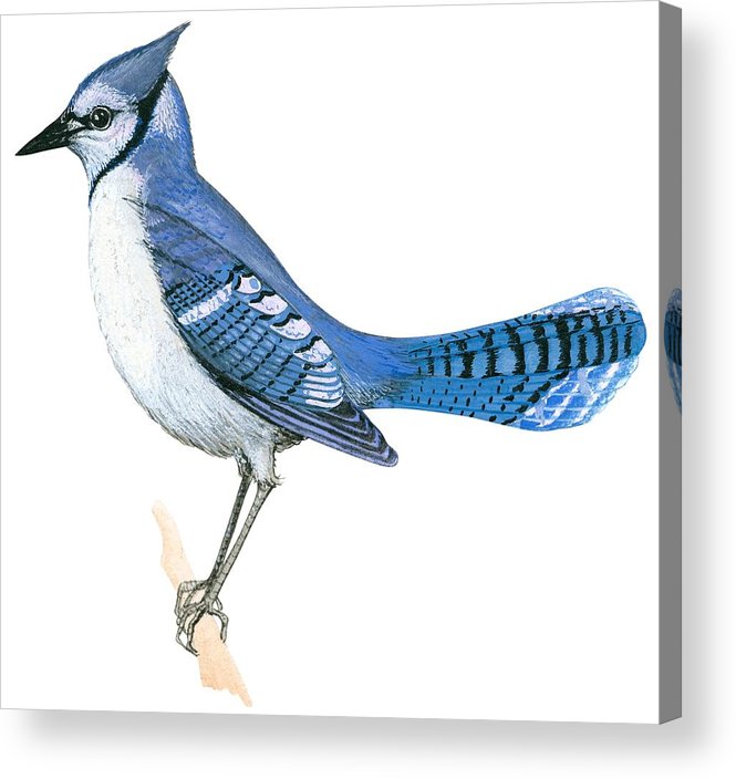 665x704 Blue Jay Acrylic Print