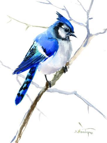 366x488 Blue Jay Bird Posters