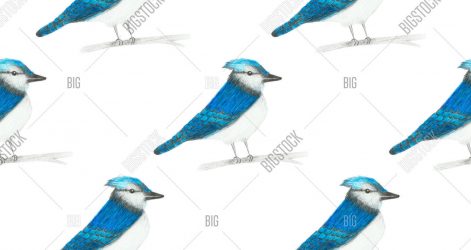471x250 Blue Jay Drawing Step