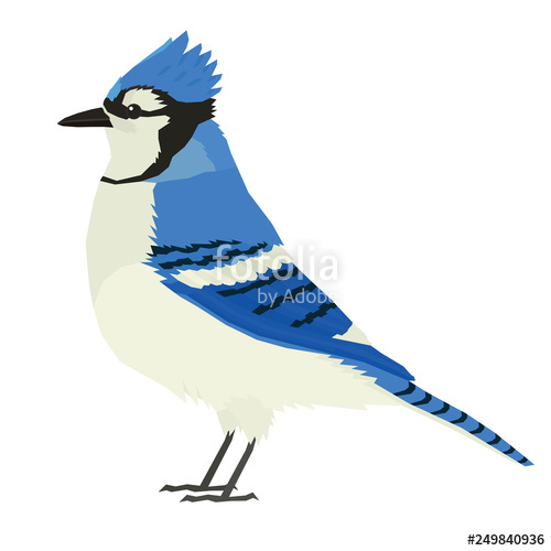 500x500 Blue Jay Bird Wildlife Vector Animals Isolated Object Stock Image