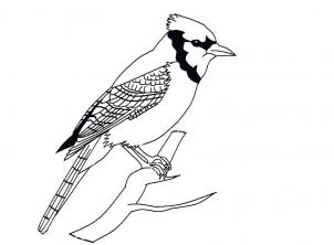 302x222 How To Draw A Blue Jay, Step
