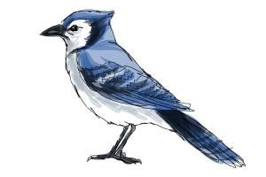 300x200 how to draw a blue jay art drawing blue jay, drawings, blue