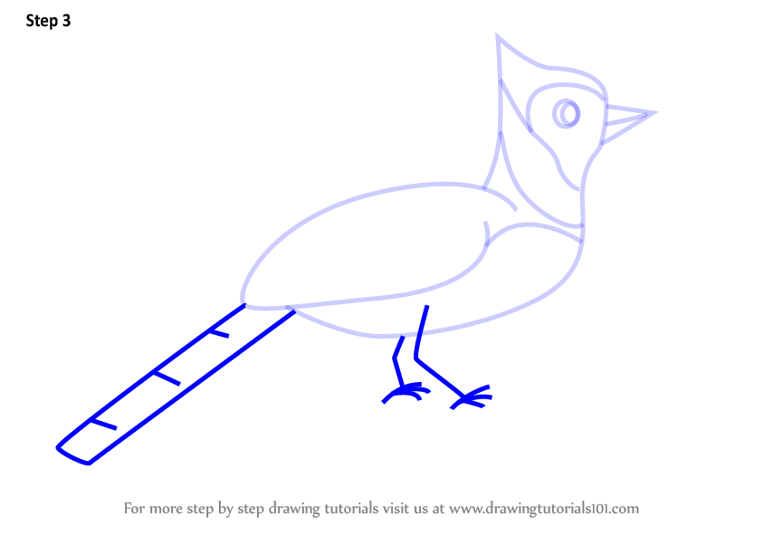 844x591 Learn How To Draw A Blue Jay Bird For Kids