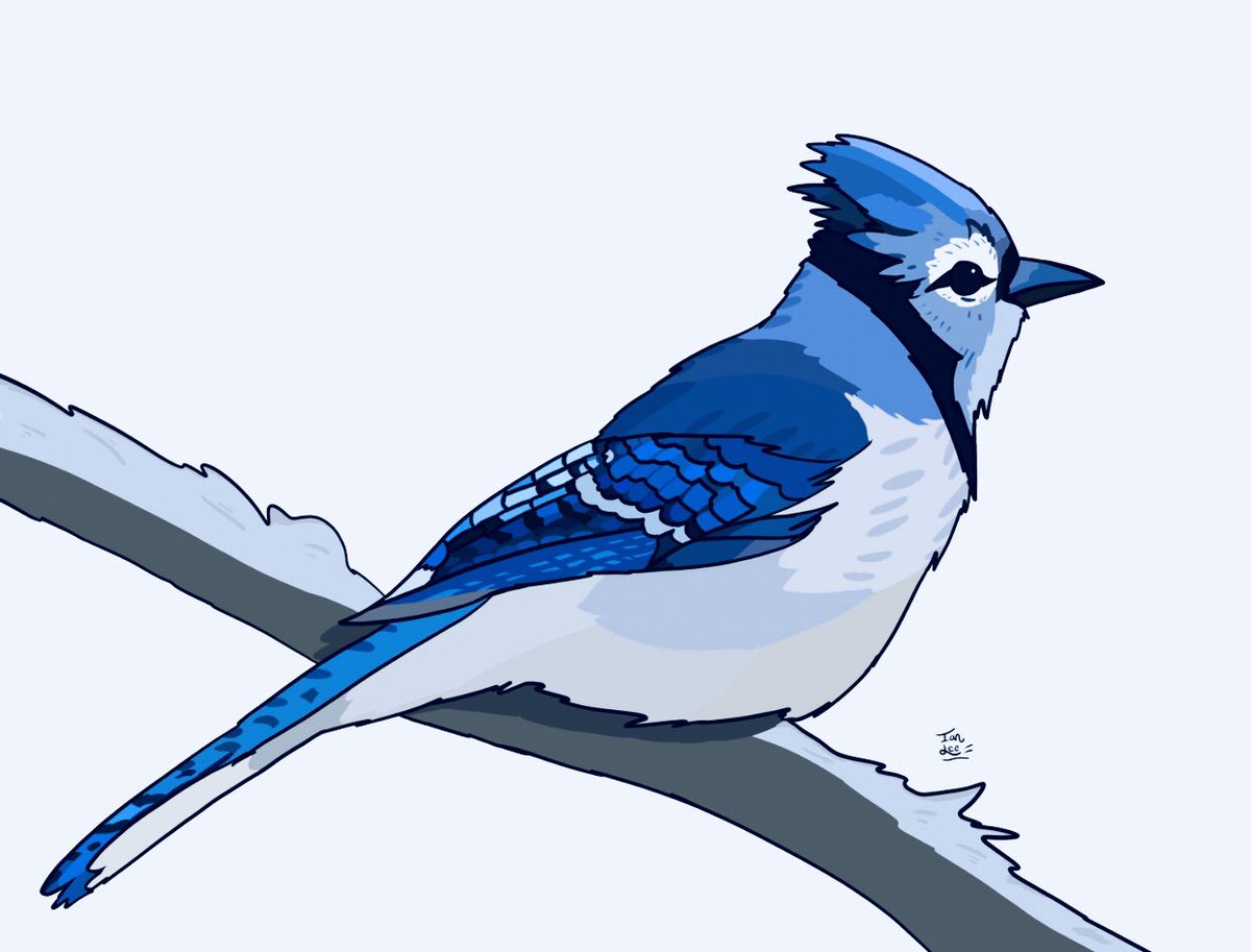 1200x913 Ian Lee On Twitter Blue Jay