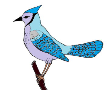 370x297 Simple Blue Jay Bird Drawing Archives
