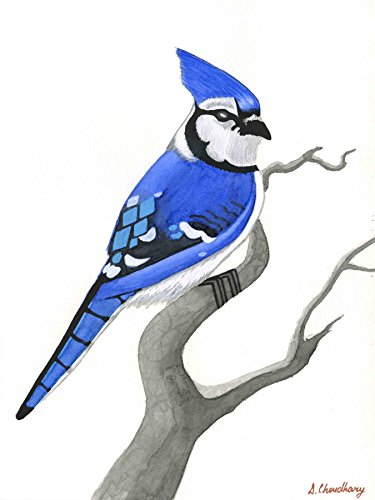 375x500 Blue Jay