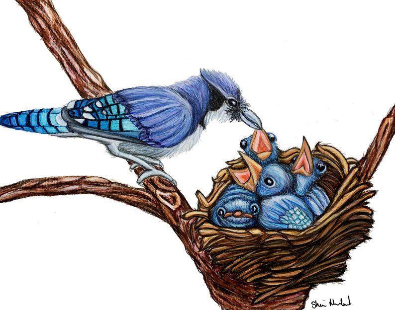 794x624 Blue Jay Drawing Fine Art Print Etsy