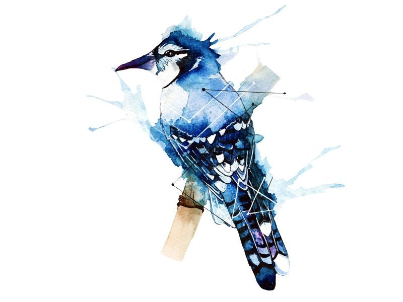 800x600 Beautiful Blue Jay Bird Coloring