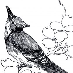 250x250 blue jay cartoon images tutorial fifty draw cute step