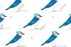 236x157 Blue Jay Drawing Step