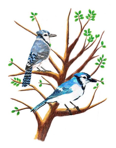 468x600 bluejay drawings fine art america