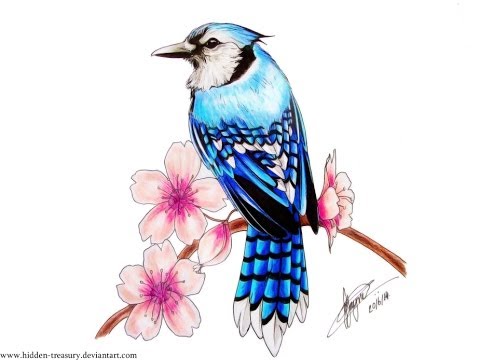 480x360 Drawing Of Blue Jay