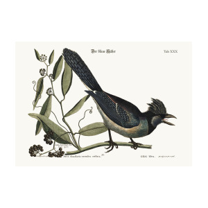 300x300 The Blue Jay Drawing