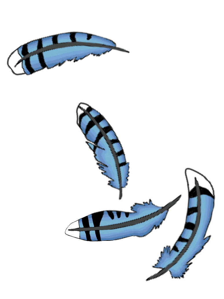 774x1032 Blue Jay Feathers Draw
