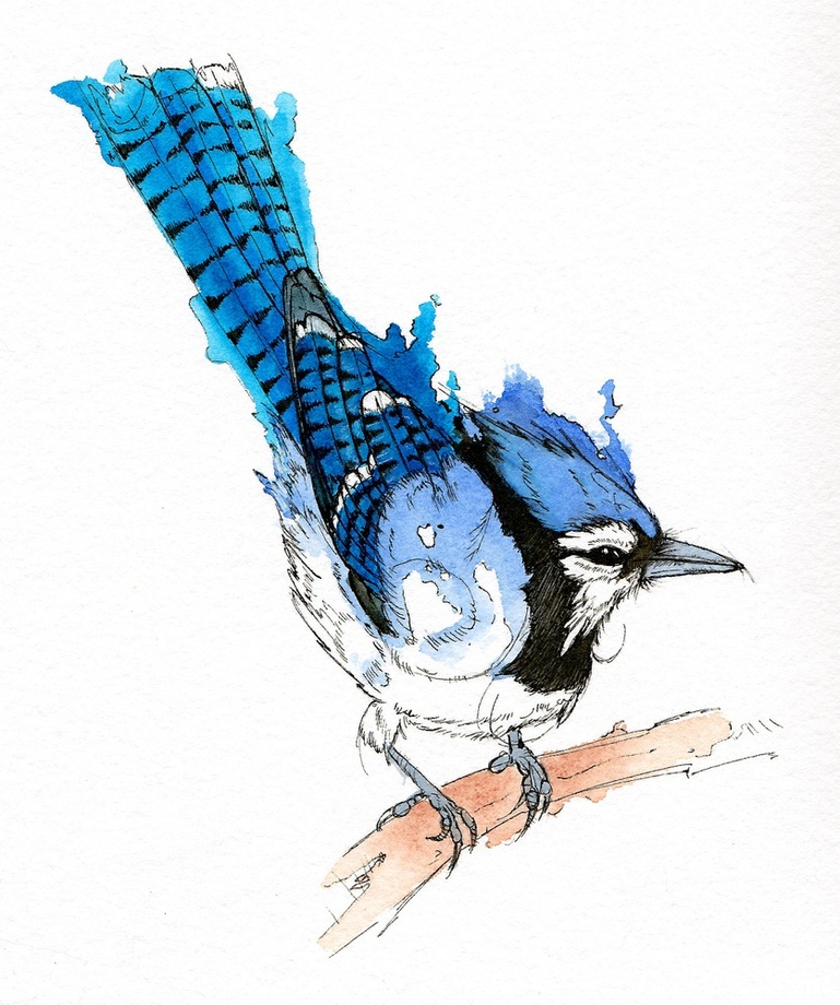 769x920 Blue Jay, An Art Print