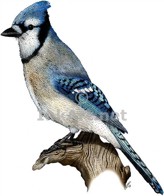 545x650 Blue Jay