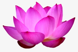 300x200 Lotus Flower Png, Transparent Lotus Flower Png Image Free Download