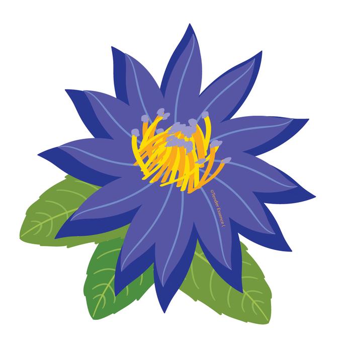 700x700 Blue Lotus Absolute Oil
